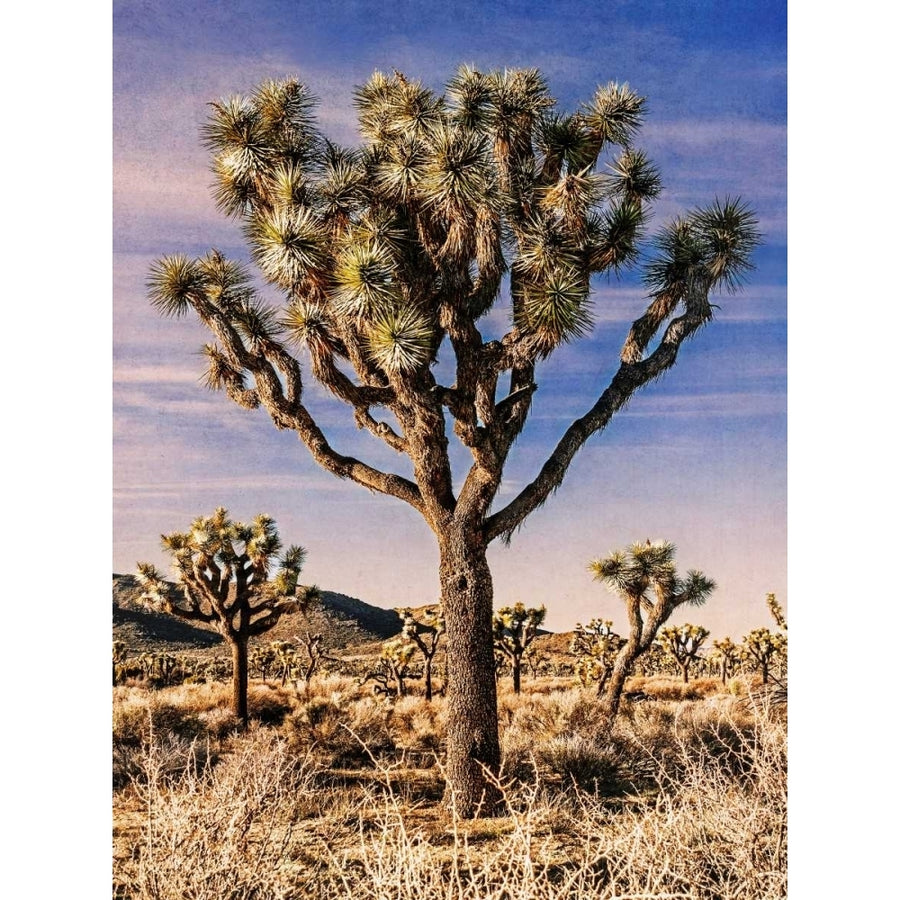 Views of Joshua Tree IV Poster Print - Rachel Perry-VARPDX113447GG Image 1