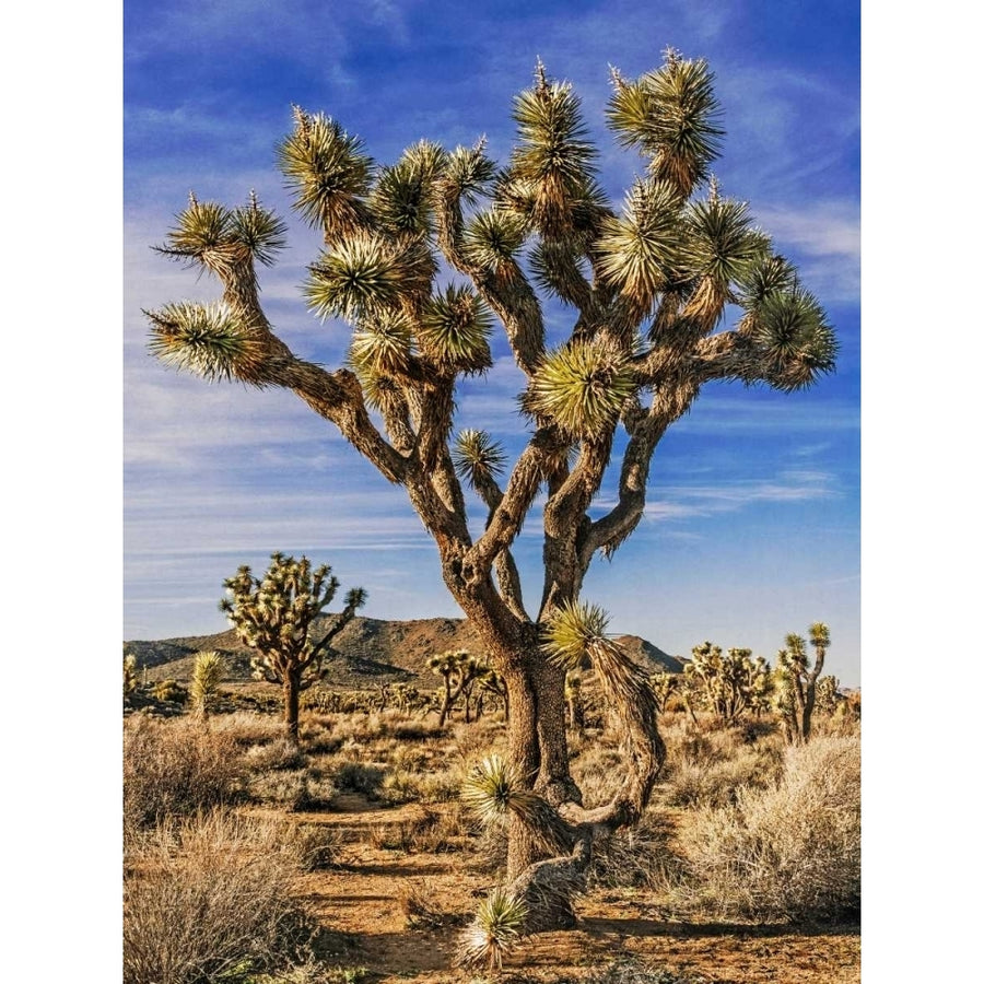 Views of Joshua Tree III Poster Print - Rachel Perry-VARPDX113446GG Image 1