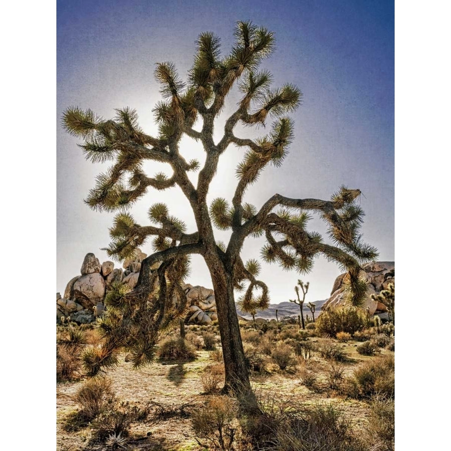 Views of Joshua Tree I Poster Print - Rachel Perry-VARPDX113444GG Image 1