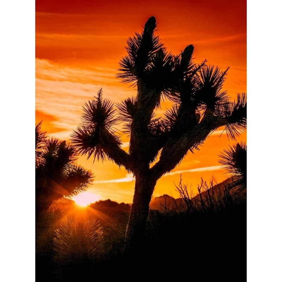 Views of Joshua Tree V Poster Print - Rachel Perry-VARPDX113448GG Image 1