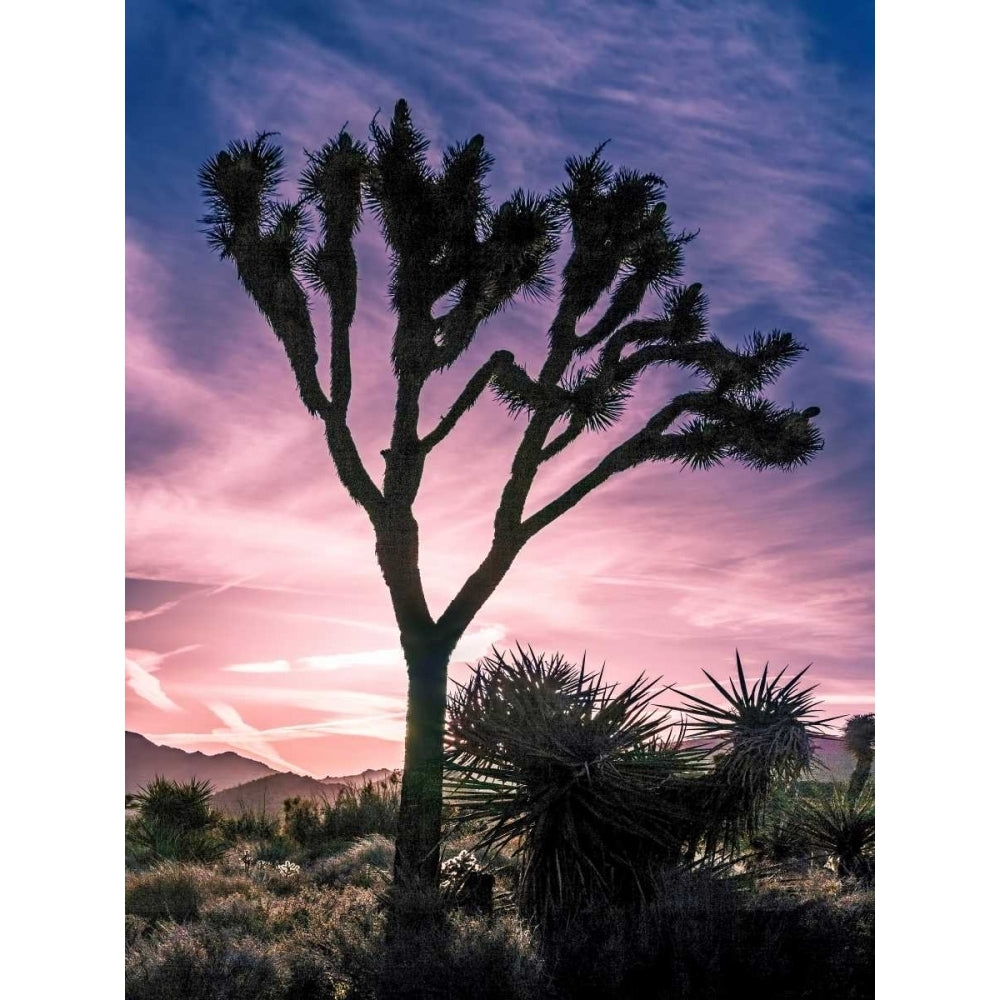 Views of Joshua Tree VII Poster Print - Rachel Perry-VARPDX113450GG Image 1