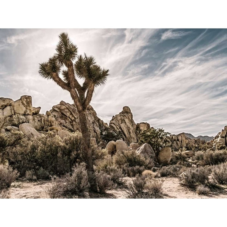 Views of Joshua Tree VIII Poster Print - Rachel Perry-VARPDX113451GG Image 1