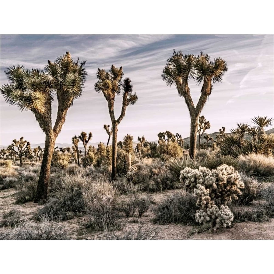 Views of Joshua Tree IX Poster Print - Rachel Perry-VARPDX113452GG Image 1