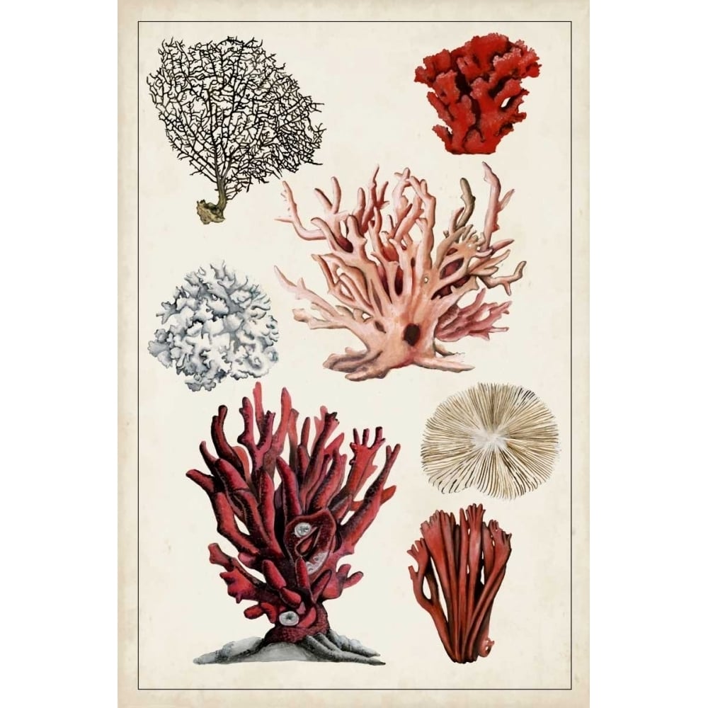 Antique Coral Study I Poster Print - Naomi McCavitt-VARPDX113516Z Image 1