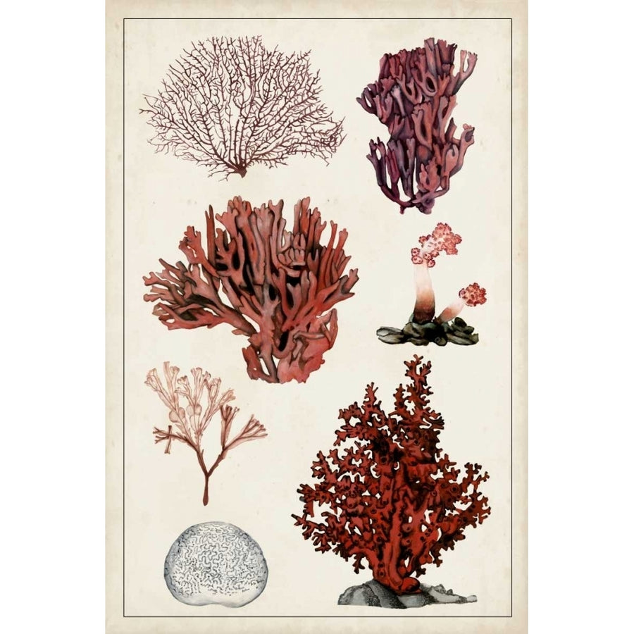 Antique Coral Study II Poster Print - Naomi McCavitt-VARPDX113517Z Image 1