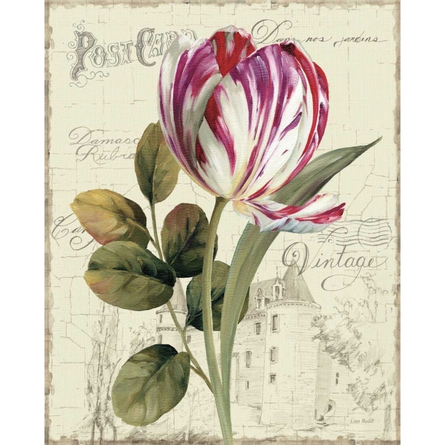 Garden View II - Tulip Poster Print by Lisa Audit-VARPDX11379 Image 1