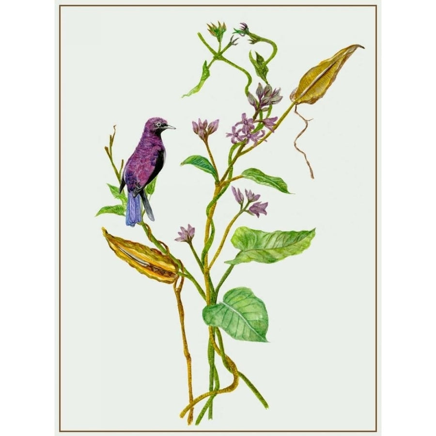 Metaplexis Japonica I Poster Print - Melissa Wang-VARPDX113873Z Image 1