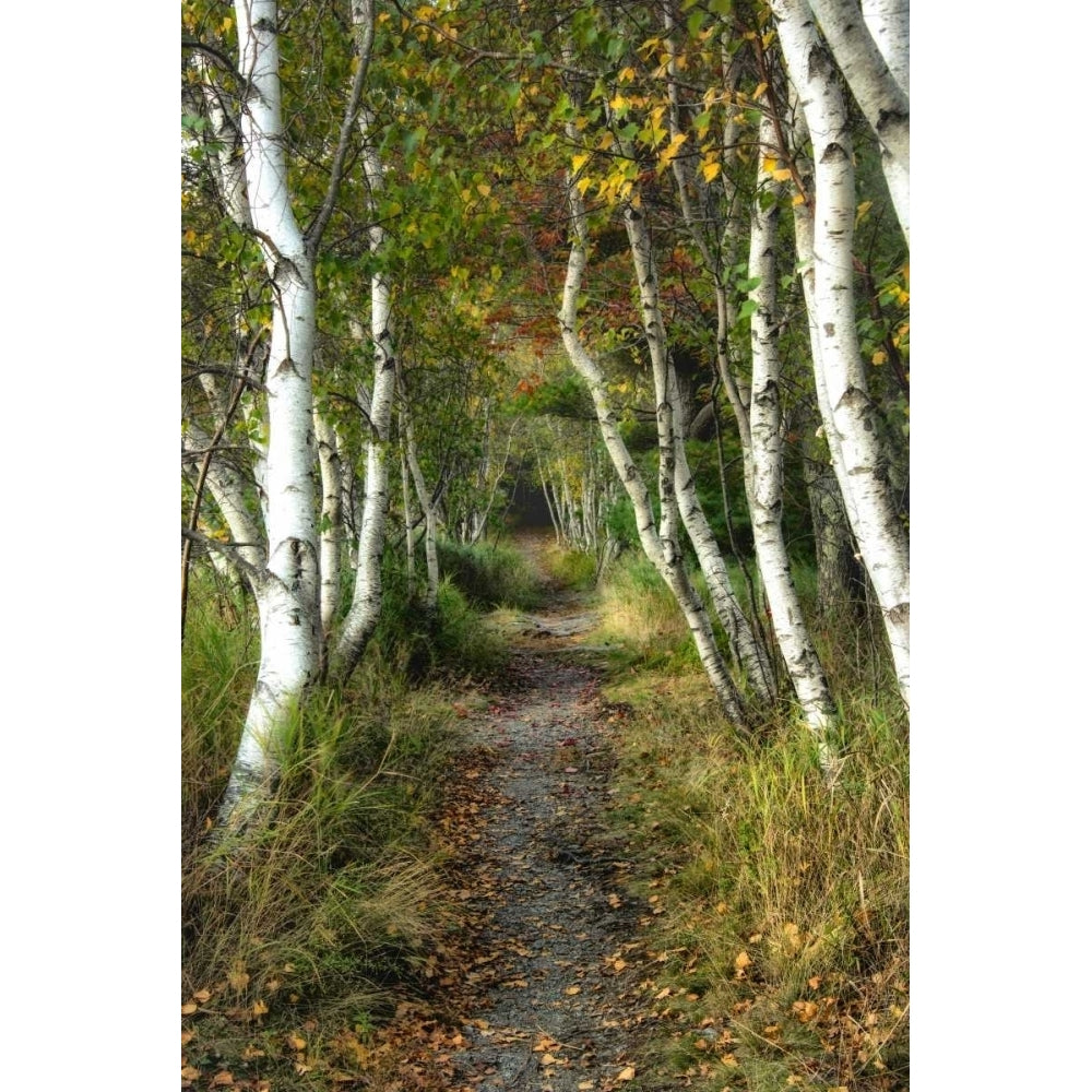 Birch Path II Poster Print - Danny Head-VARPDX114028Z Image 1