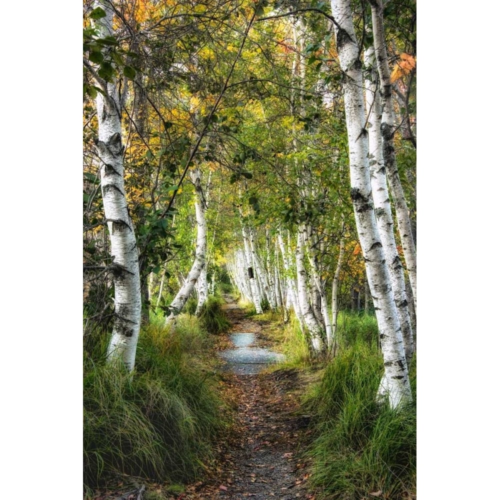 Birch Path I Poster Print - Danny Head-VARPDX114027Z Image 1