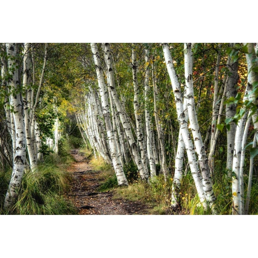 A Walk Through the Birch Trees Poster Print - Danny Head-VARPDX114030Z Image 1