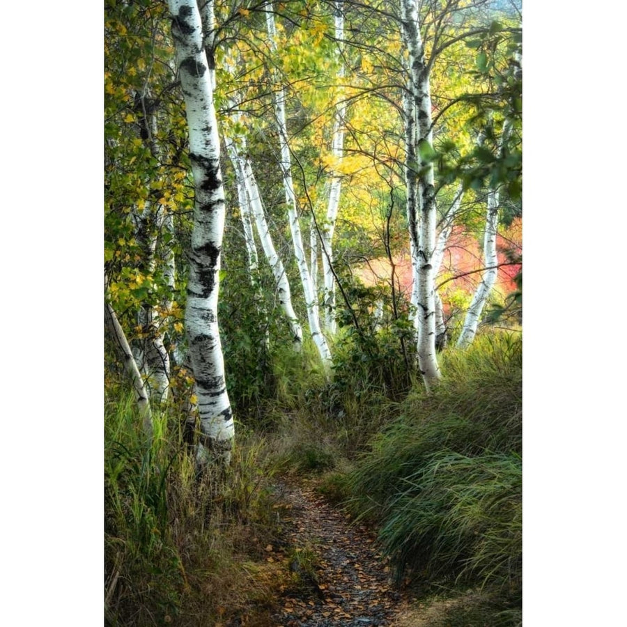 Birch Path III Poster Print - Danny Head-VARPDX114029Z Image 1