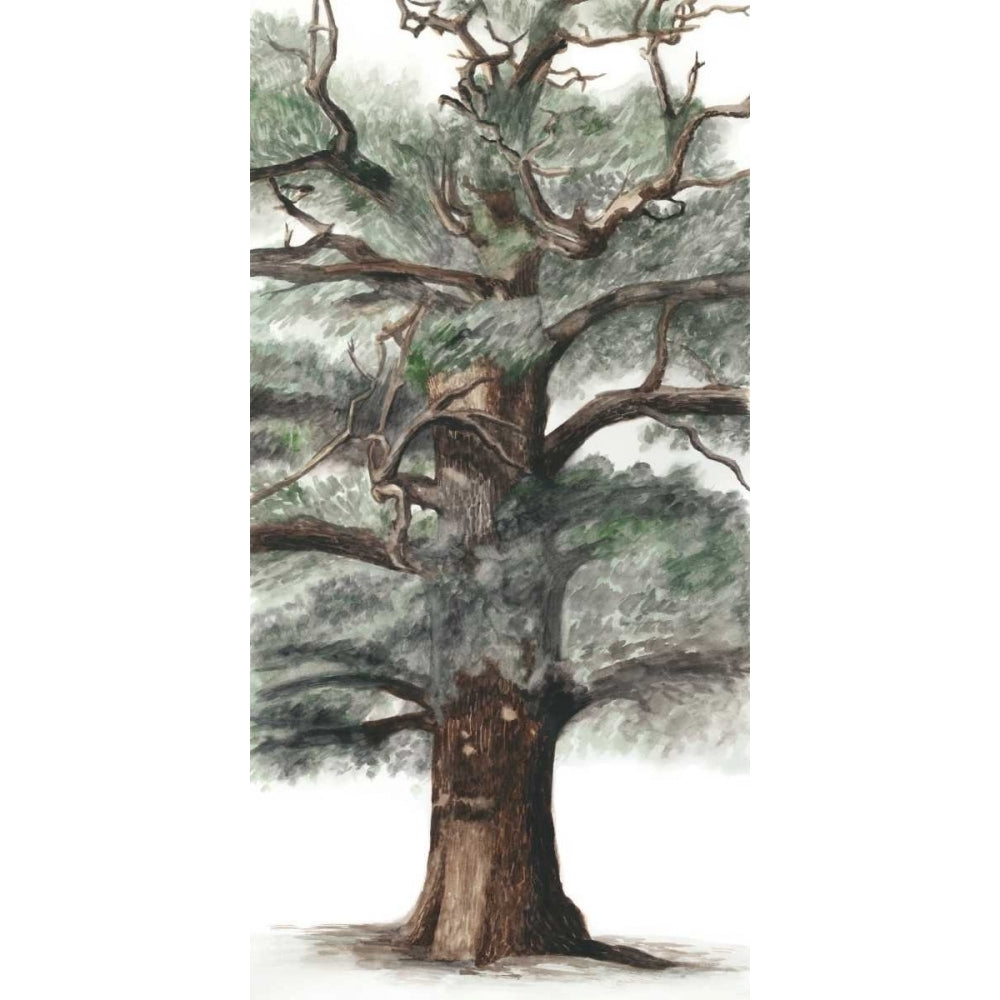 Oak Tree Composition I Poster Print - Naomi McCavitt-VARPDX114118Z Image 1