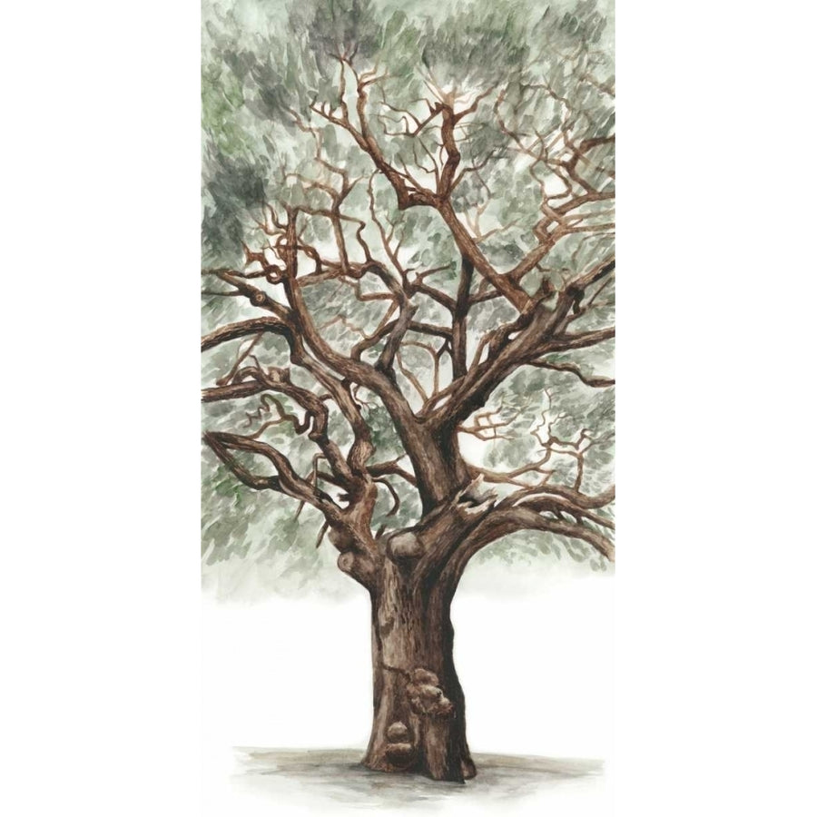 Oak Tree Composition II Poster Print - Naomi McCavitt-VARPDX114119Z Image 1