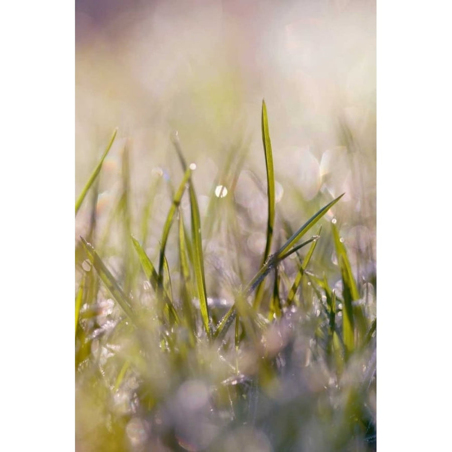 Soft Morning Dew I Poster Print by Sarah Gardner-VARPDX11419 Image 1