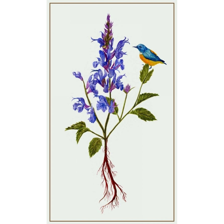 Salvia Miltiorrhiza I Poster Print - Melissa Wang-VARPDX114244GG Image 1