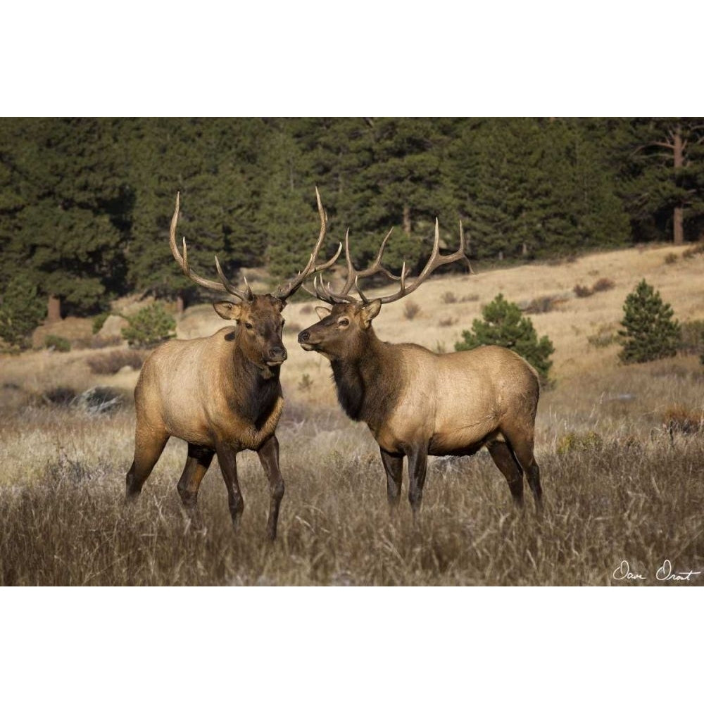 Elk Study IV Poster Print - David Drost-VARPDX114257GG Image 1