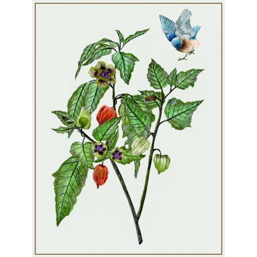 Cape Gooseberry I Poster Print - Melissa Wang-VARPDX114418Z Image 1