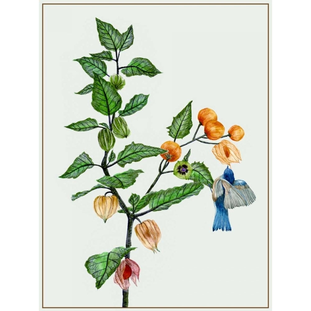 Cape Gooseberry II Poster Print - Melissa Wang-VARPDX114419Z Image 1