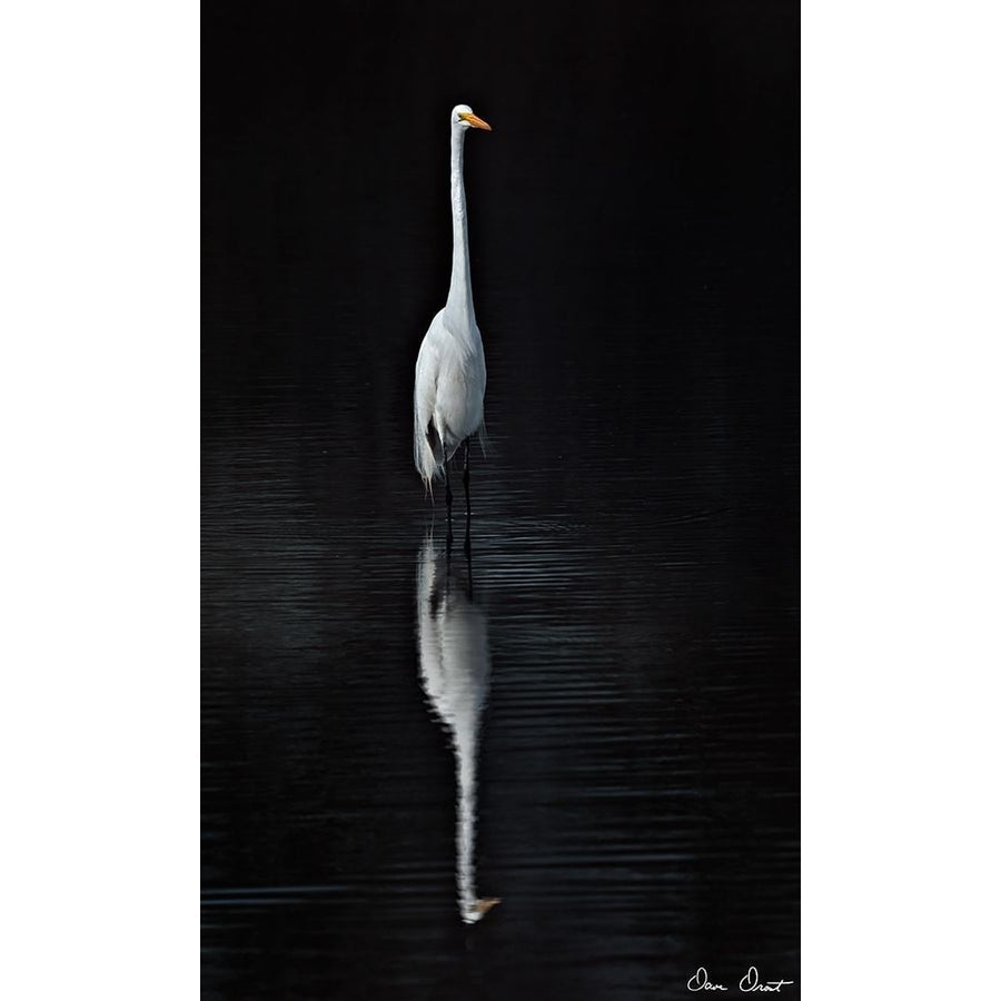 Elegant Egret I Poster Print - David Drost-VARPDX114664GG Image 1