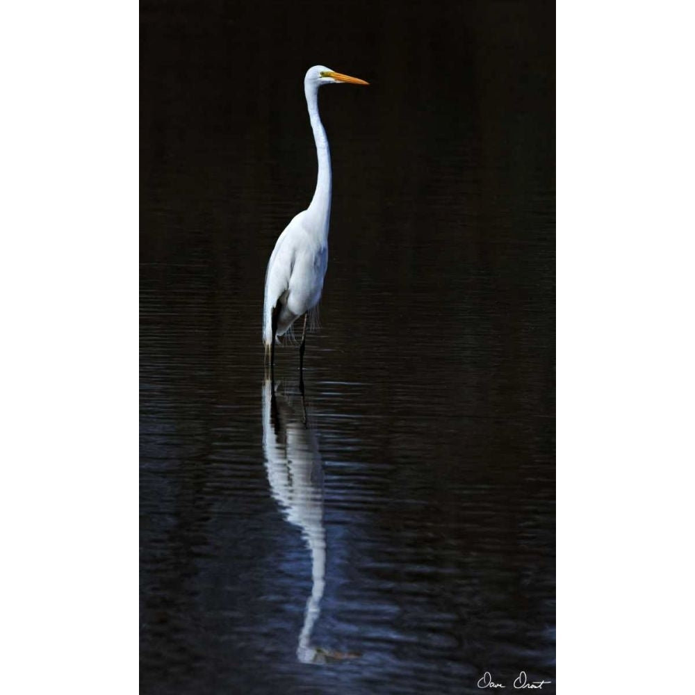 Elegant Egret II Poster Print - David Drost-VARPDX114665GG Image 1