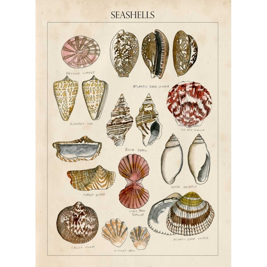 Seashell Sketch I Poster Print - Naomi McCavitt-VARPDX114920Z Image 1