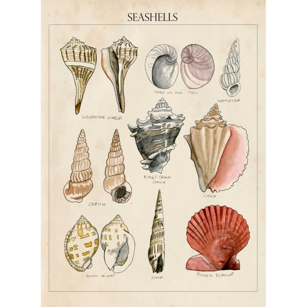 Seashell Sketch II Poster Print - Naomi McCavitt-VARPDX114921Z Image 1