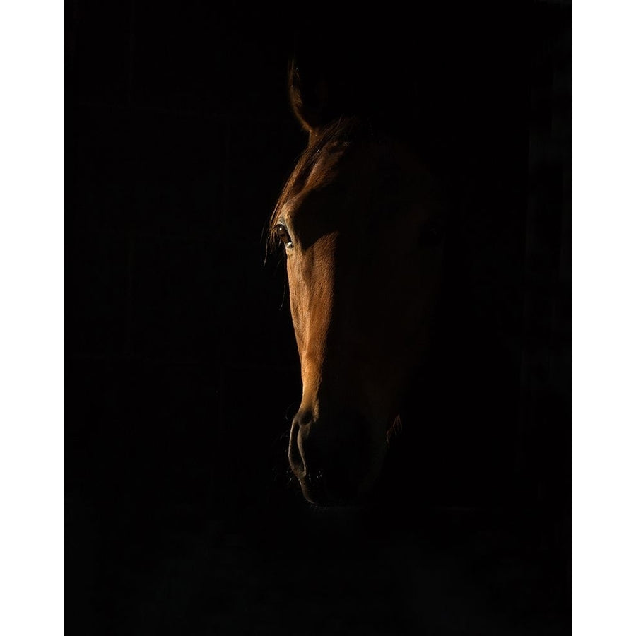 The Beauty of The Thoroughbred Poster Print - Sharon Lee Chapman-VARPDX1150276 Image 1