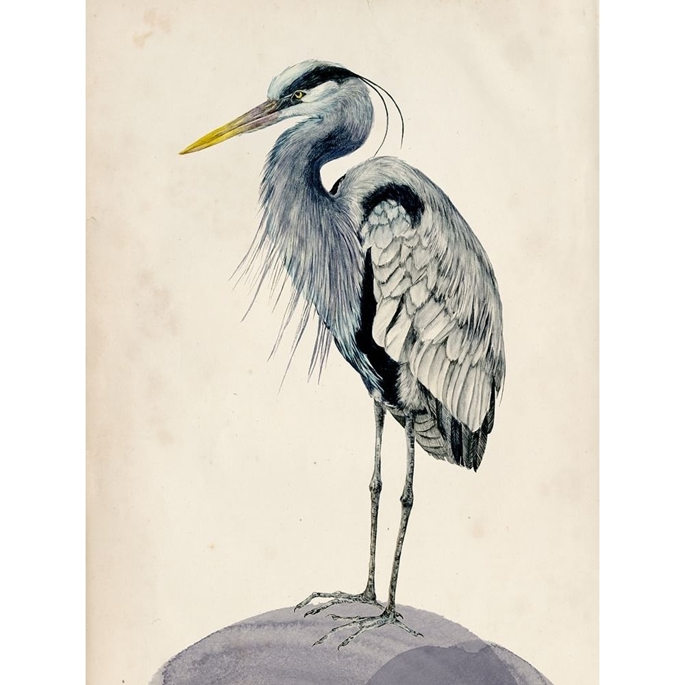 Blue Heron Rendering II Poster Print - Melissa Wang-VARPDX115498Z Image 1