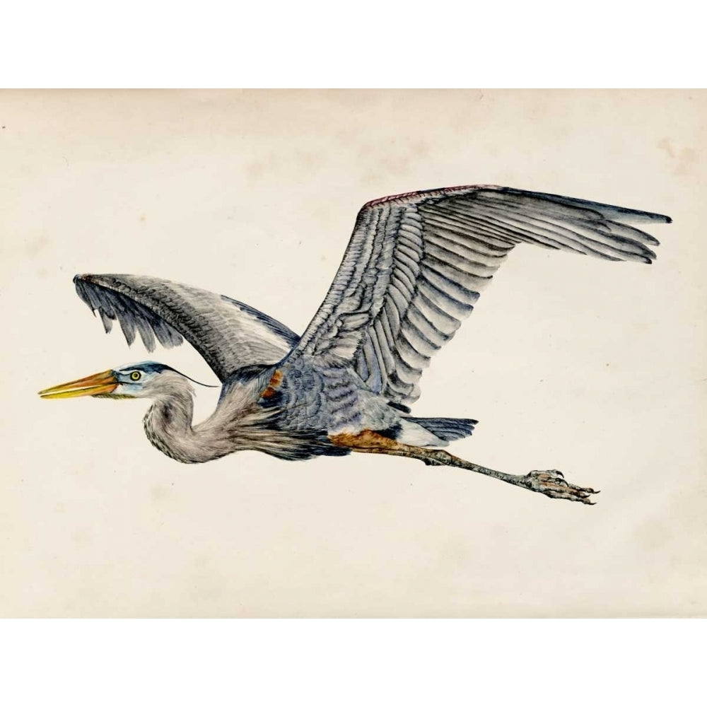 Blue Heron Rendering III Poster Print - Melissa Wang-VARPDX115499Z Image 1