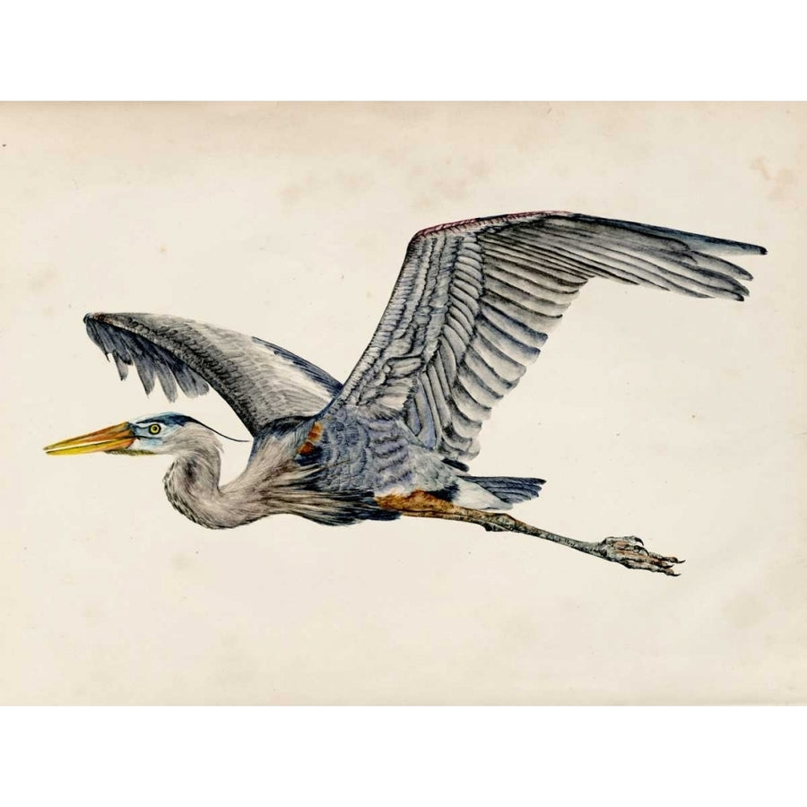 Blue Heron Rendering III Poster Print - Melissa Wang-VARPDX115499Z Image 1