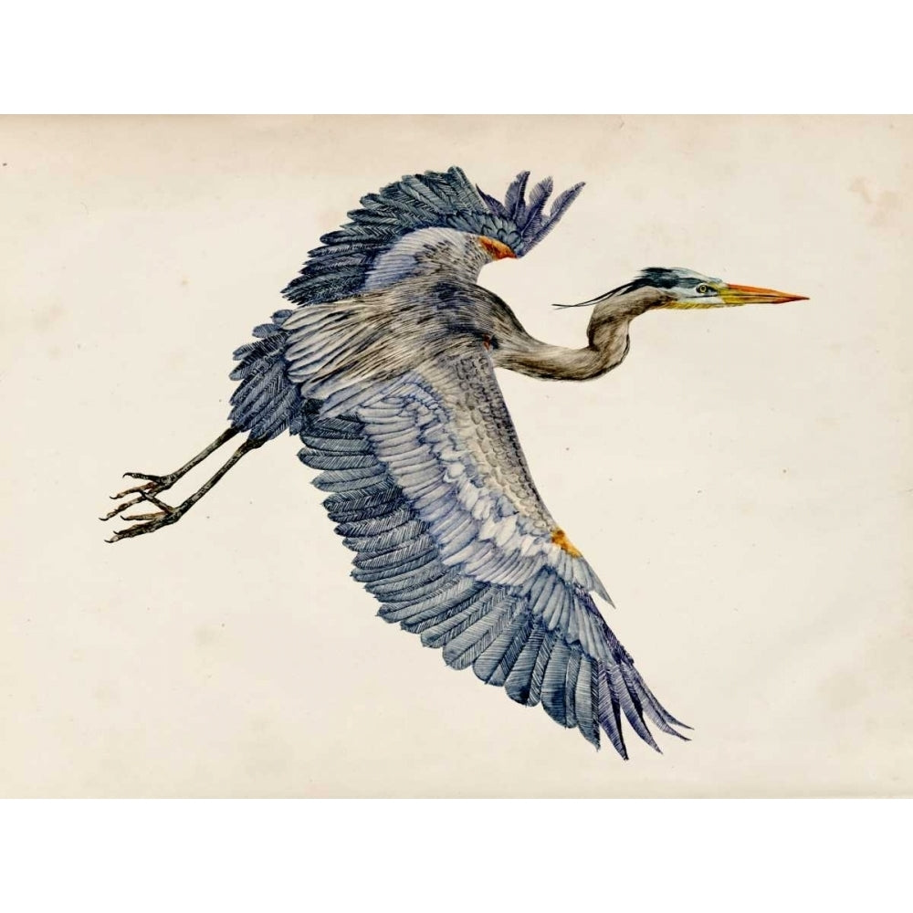 Blue Heron Rendering IV Poster Print - Melissa Wang-VARPDX115500Z Image 1