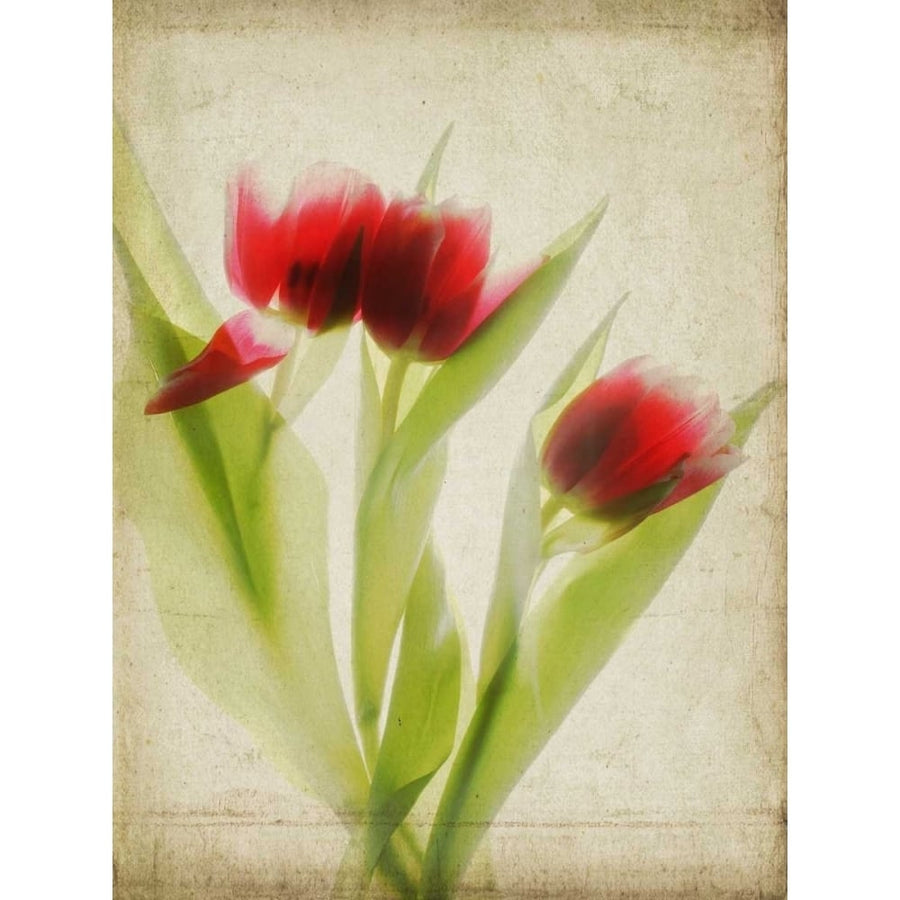 Parchment Flowers I Poster Print - Judy Stalus-VARPDX115651D Image 1