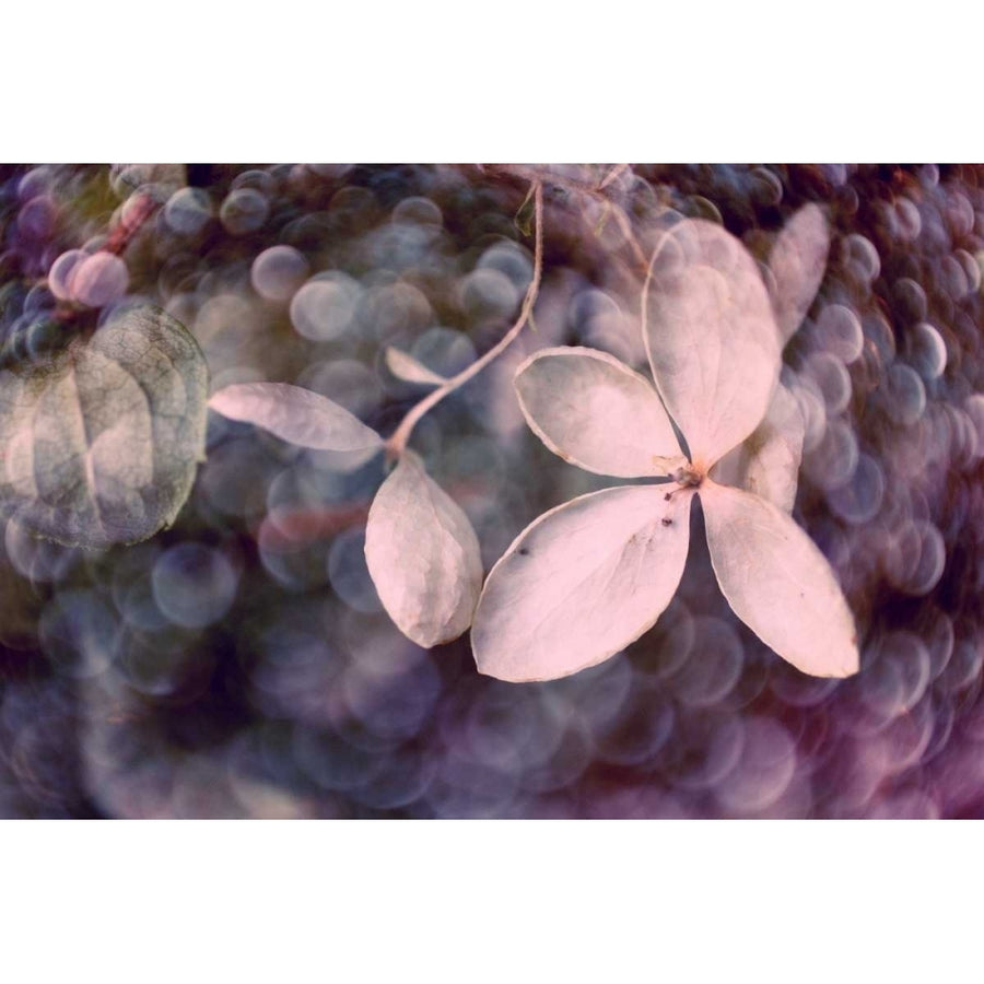 Purple Hydrangea Poster Print - Judy Stalus-VARPDX115662GG Image 1