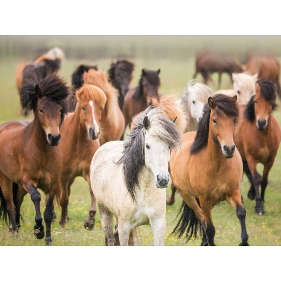 Grassland Horses III Poster Print - PHBurchett-VARPDX115765GG Image 1