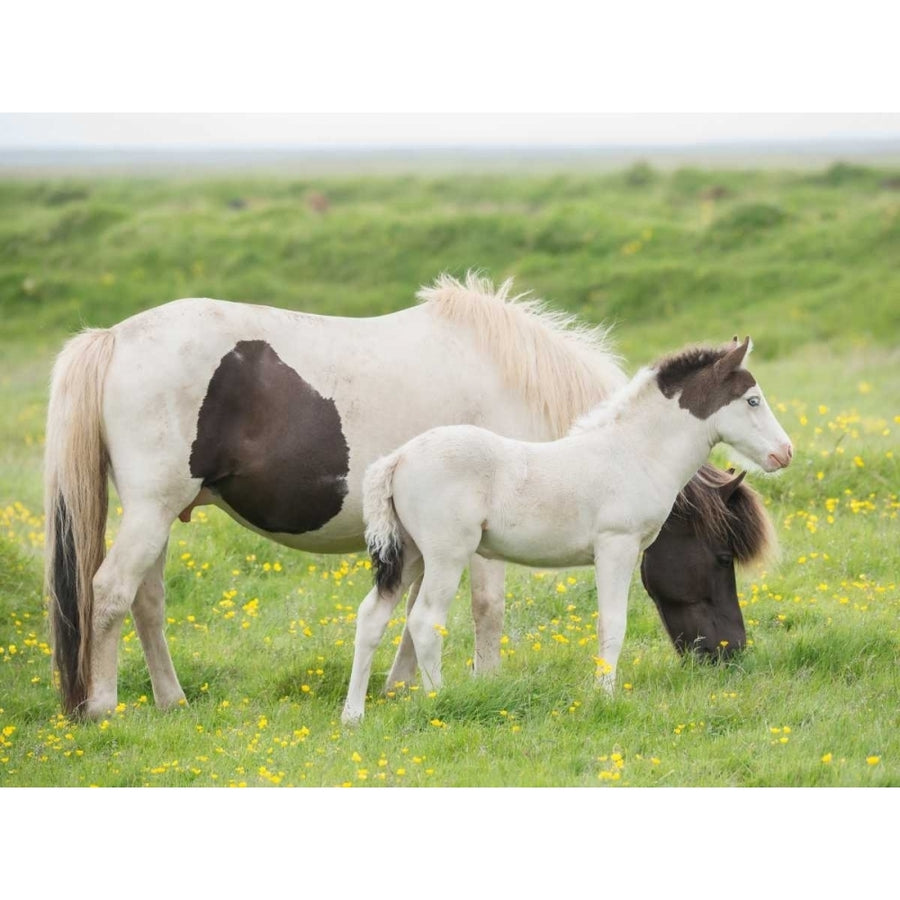 Grassland Horses I Poster Print - PHBurchett-VARPDX115763GG Image 1