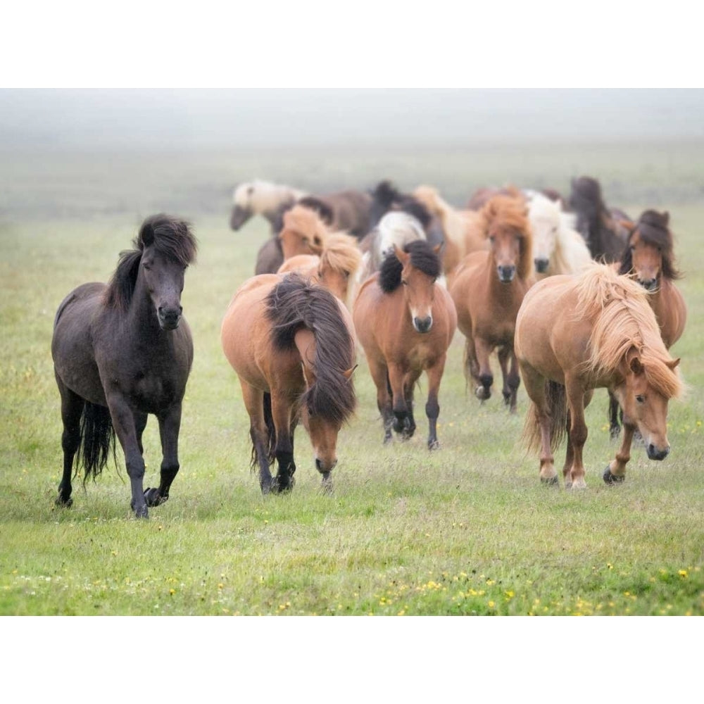 Grassland Horses II Poster Print - PHBurchett-VARPDX115764GG Image 1