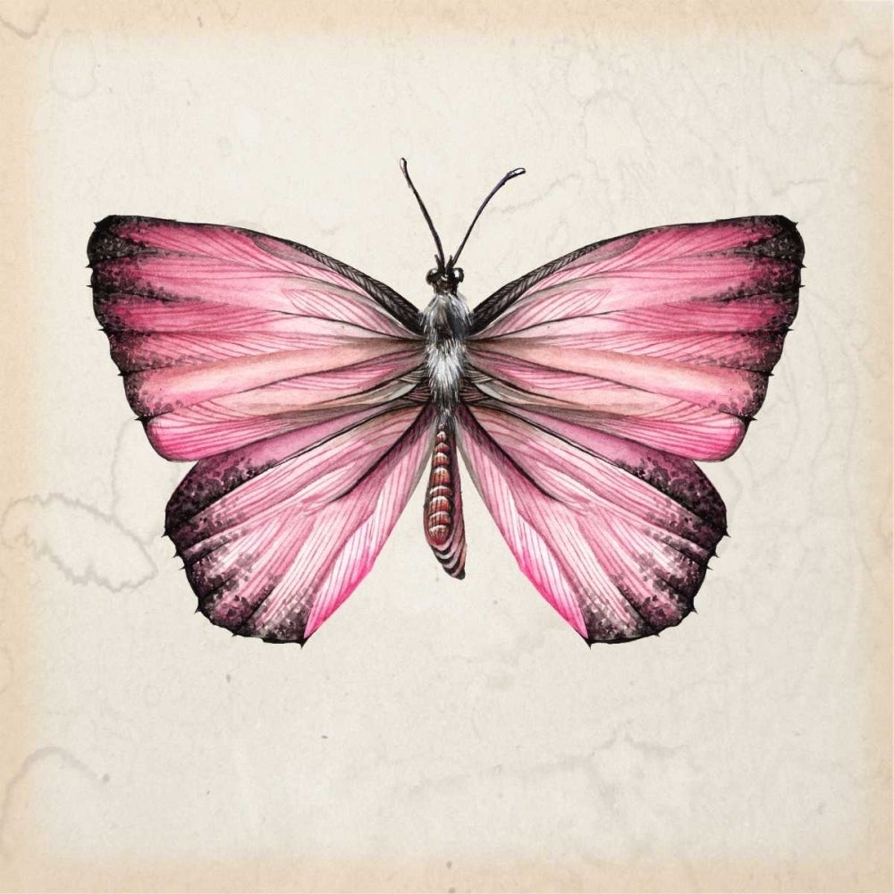 Butterfly Study IV Poster Print - Melissa Wang-VARPDX115916D Image 1