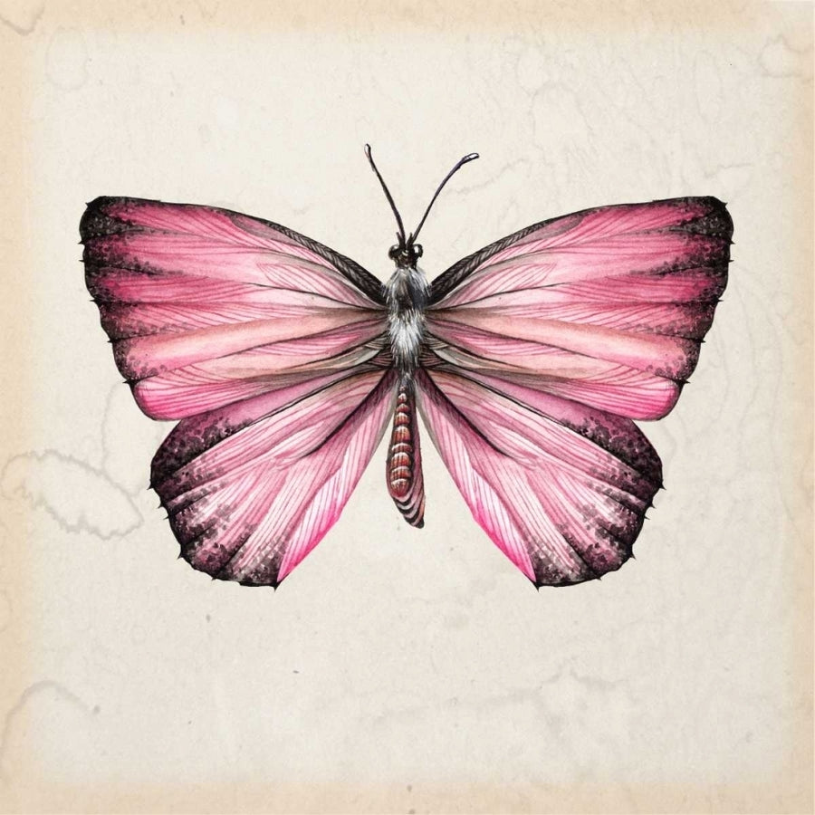 Butterfly Study IV Poster Print - Melissa Wang-VARPDX115916D Image 1