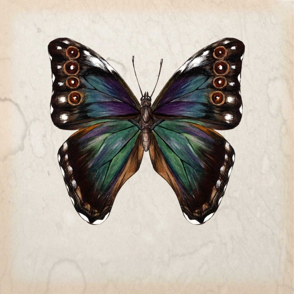 Butterfly Study III Poster Print - Melissa Wang-VARPDX115915D Image 1