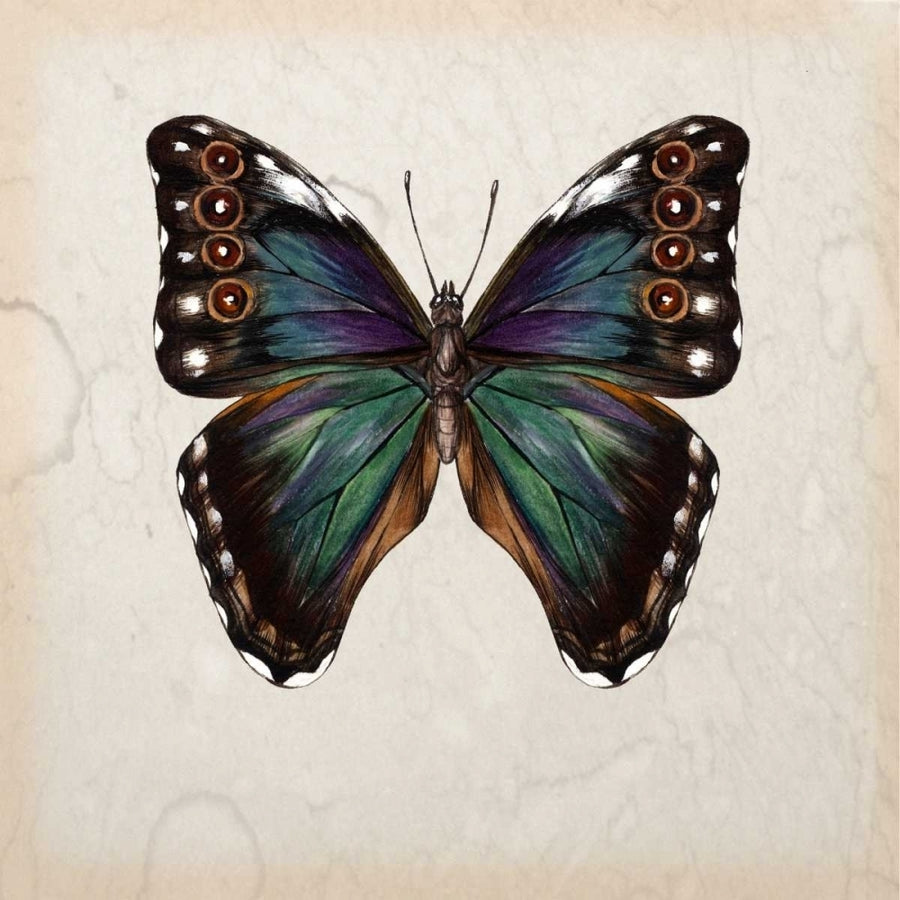 Butterfly Study III Poster Print - Melissa Wang-VARPDX115915D Image 1