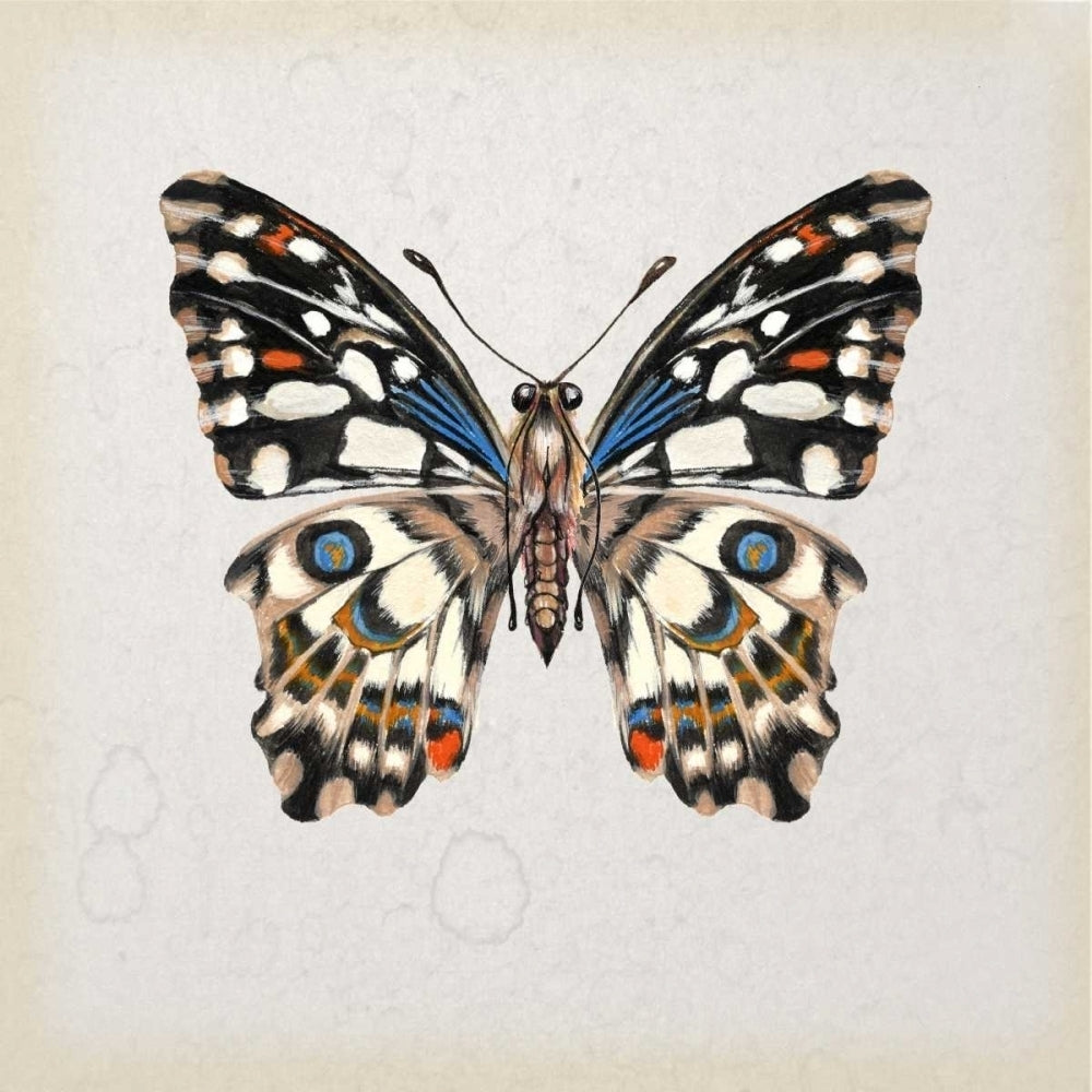 Butterfly Study II Poster Print - Melissa Wang-VARPDX115914D Image 1