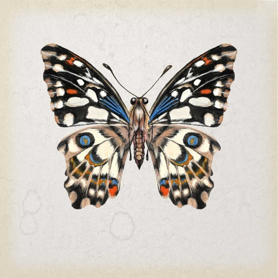 Butterfly Study II Poster Print - Melissa Wang-VARPDX115914D Image 1