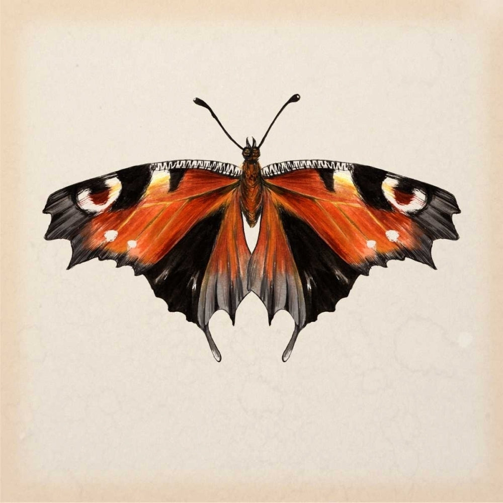 Butterfly Study V Poster Print - Melissa Wang-VARPDX115917D Image 1