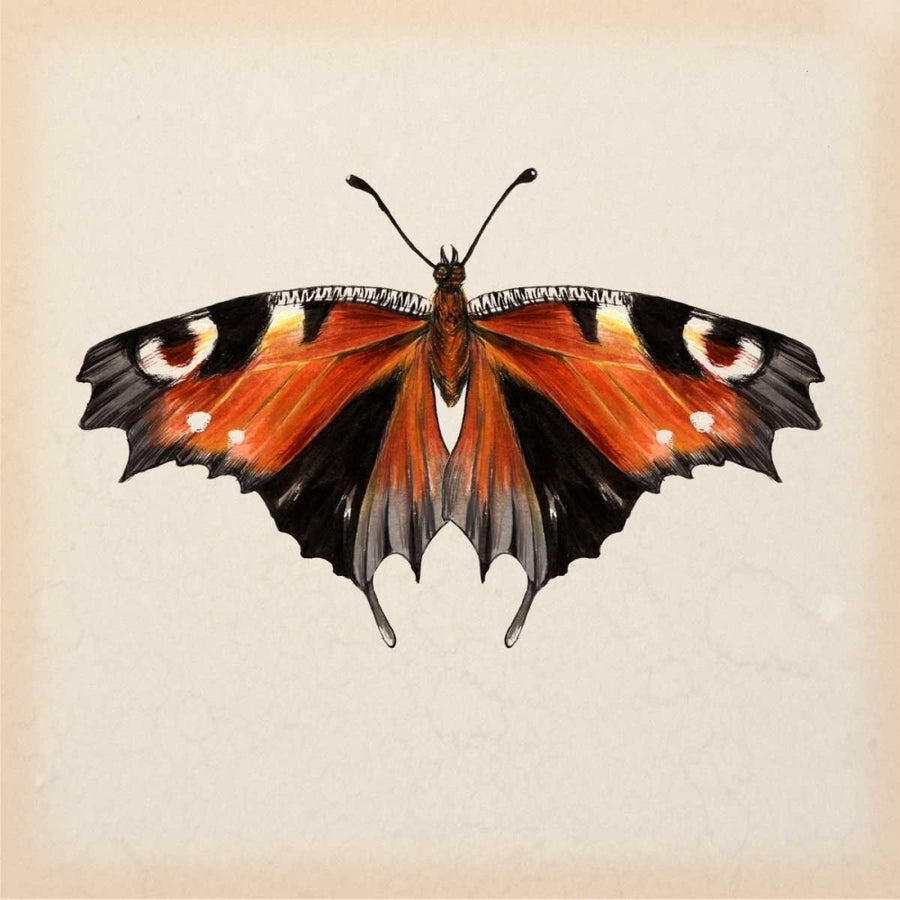 Butterfly Study V Poster Print - Melissa Wang-VARPDX115917D Image 1