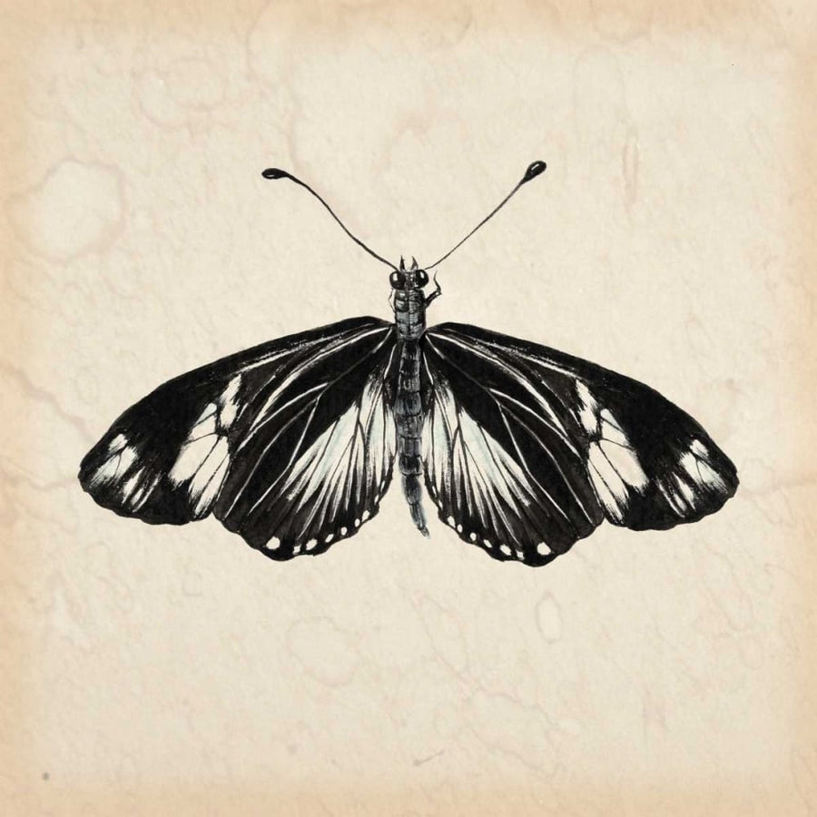 Butterfly Study VI Poster Print - Melissa Wang-VARPDX115918D Image 1