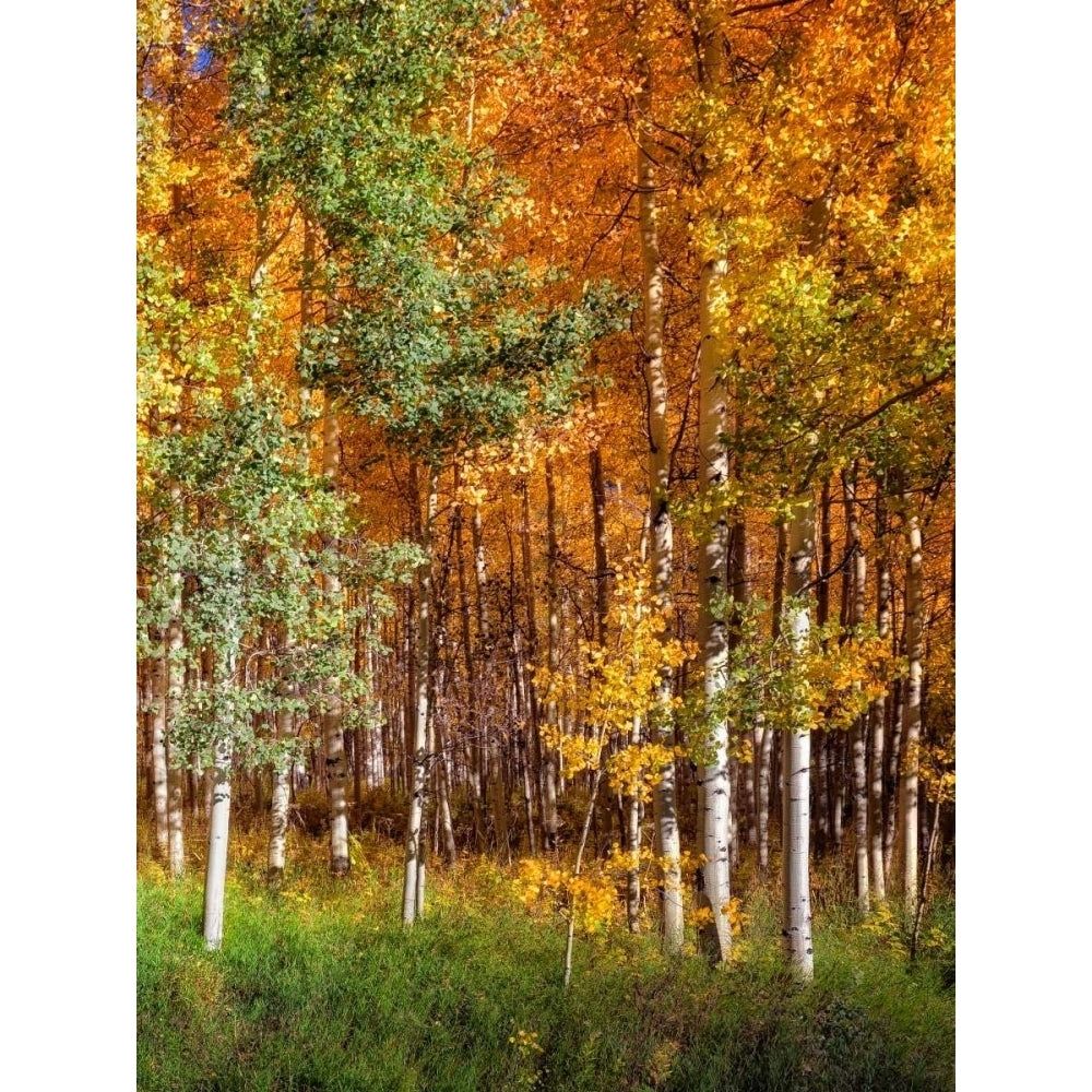 Aspen Glen II Poster Print - David Drost-VARPDX115938GG Image 1