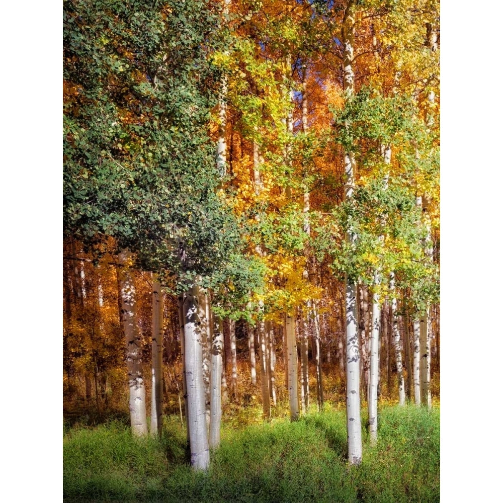 Aspen Glen I Poster Print - David Drost-VARPDX115937GG Image 1