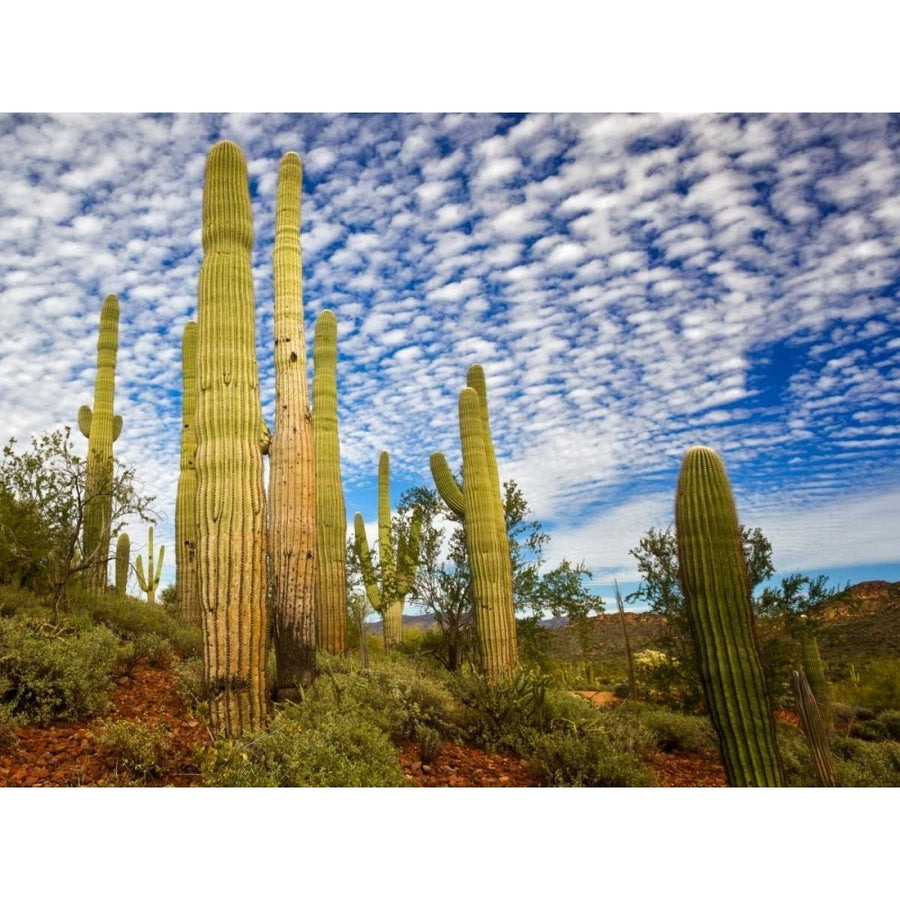 Cacti View III Poster Print - David Drost-VARPDX116006GG Image 1