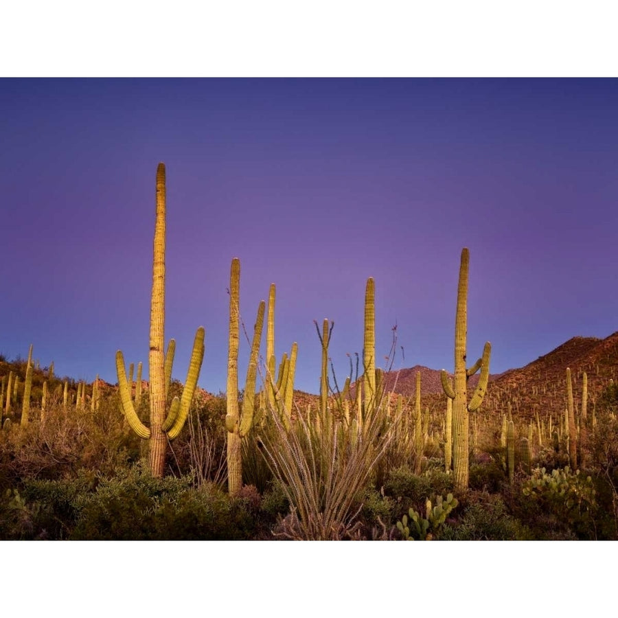 Cacti View I Poster Print - David Drost-VARPDX116004GG Image 1