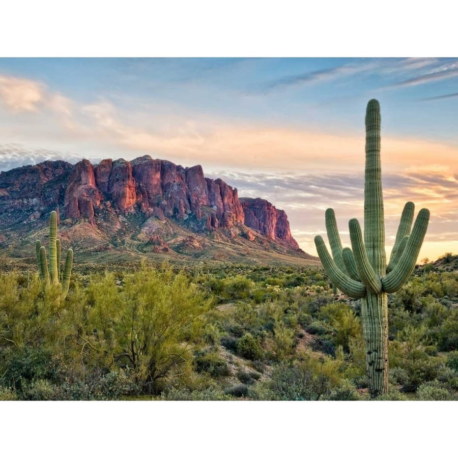 Cacti View II Poster Print - David Drost-VARPDX116005GG Image 1